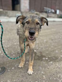 Benji, freundlich und lieb - Bonndorf (Schwarzwald)