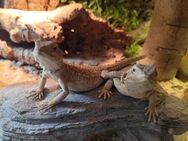 Zwergbartagame weiblich Pogona Henrylawsoni - Hünfeld (Konrad-Zuse-Stadt)