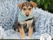 Chip 248943: Hundekind sucht ein Zuhause - Kirchzell