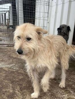 Süßer BAILEY sucht sein Zuhause - Neuberg