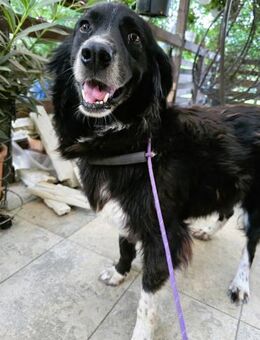 Teddy ist nicht nur ein Knuddelbär - Overath