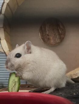 Rennmaus Johan sucht Partner / Zuhause - Osnabrück