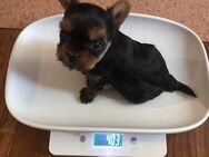 Yorkshire Terrier mini Welpen antialergiker - Altomünster