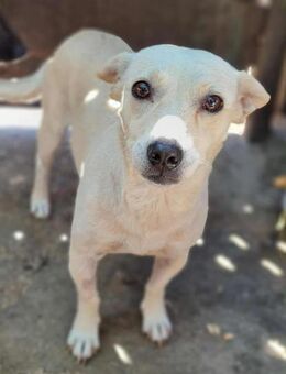 Nisa : Kleine Hündin - riesengroßes Herz - Konstanz