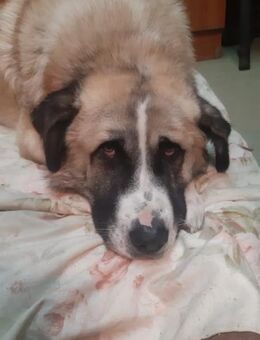 Bruno - Glück im Unglück - Mönchengladbach