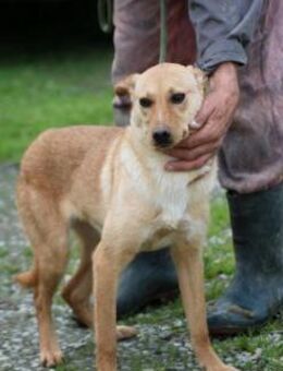 Falri - kinderlieb u. verspielt - Lohra