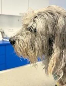 LORENZO - er sucht Paten - Regensburg