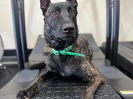 Ares needs an experienced owner - Stuttgart