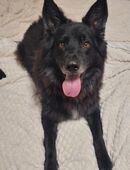 Spike sucht sein Happy End in 59065