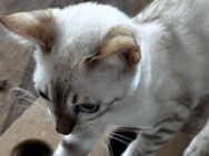 Bengal Katzen - Großweitzschen
