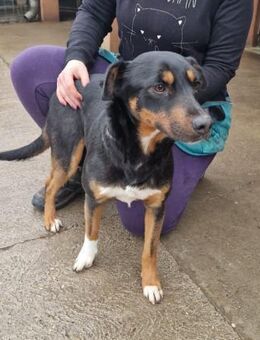 Nessa auf der Suche nach Glück - Süderbrarup