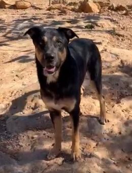 🐾 Leon sucht sein Traumzuhause! 💛 - Völklingen