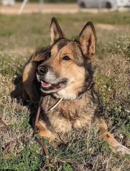 Andry ist sehr zärtlich und gutmütig - Laatzen