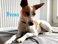 Pecas abenteuerlustiger Begleiter 5/22DE - Ruppertsecken