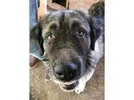 Ozzy - Pflegestelle oder Zuhause gesucht - Oberwies