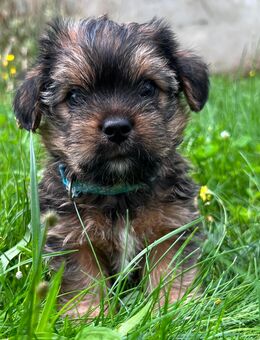 Shih-tzu/Yorkshire Mix - Oranienburg