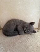 Britisch Kurzhaar Kitten in 76706
