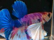 Betta/Kampffisch 2x Männchen - Ratingen