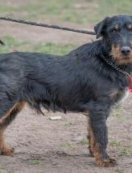 💜Dallas💜 5-jähriger Jagdterrier - Kassel