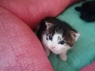 Kleine Katzedame sucht ein neues Zuhause - Bad Liebenwerda Zentrum