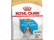 Royal Canin Cavalier King Charles Puppy - 1,5 kg