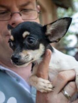 Marci, hübscher Chihuahua Welpe - Remagen