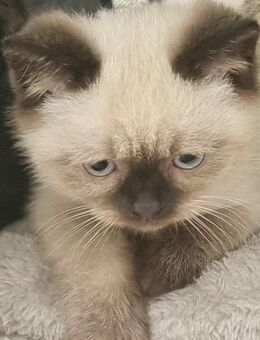 BKH Mix Babykatzen - Lahr (Schwarzwald)