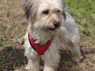 🐾💔 Blanche Kleine Kämpferin sucht ih - Kassel