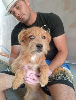 Fritzi, ein Friedhofswelpe - Steinhagen (Nordrhein-Westfalen)