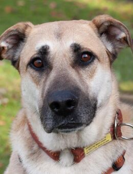 Topaz - Mischling - 4 Jahre - Tierhilfe Franken e.V. - Lauf (Pegnitz) Zentrum