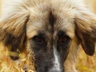 Kuschelfan Timea sucht ihre Familie - Berlin