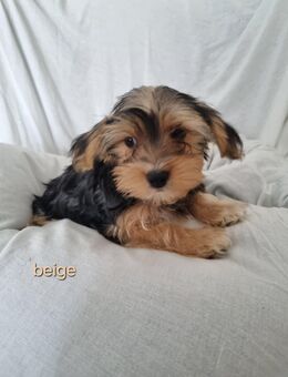 Yorkshire Terrier/Yorkshire Terrier Malteser Mischling Welpen - Berg (Neumarkt)
