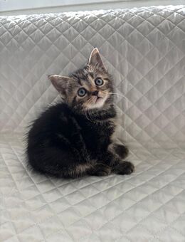 BKH Whiskas Kitten - Essen