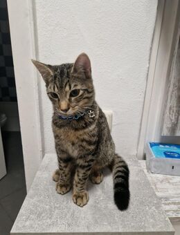 Ich verkaufe einen kitten Kater - Höchst (Odenwald)