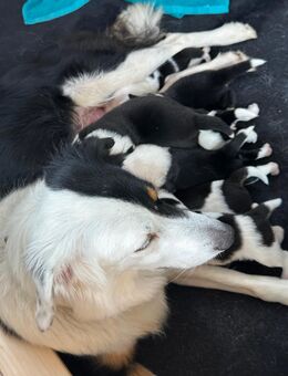 Reinrassige Border Collie Welpen - Nassenfels