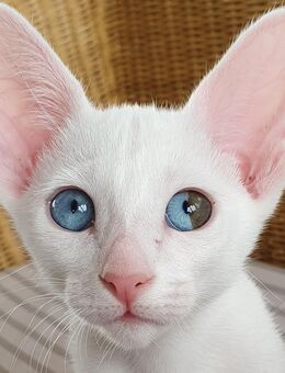 OKH - Orientalisch Kurzhaar - Kitten, Katzenbaby - Mädchen - weiß - split odd eyed - sehr selten! - Syke
