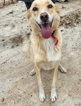 Molly - unser Notfall - Bergisch Gladbach