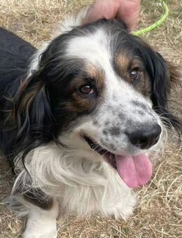 Lustiger kleiner Max sucht Anschluss - Berlin