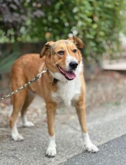 🐶Sanfter Pedro sucht Schutz💛 - Eislingen (Fils)