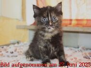 Weibliches Maine-Coon-Mix-Kitten abzugeben - Heilbronn
