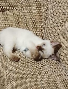 Wunderhübsches Weibliches Siam Kitten😻 - Köln