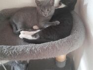 2 Kitten 9 Woche alt - Breitscheid (Landkreis Neuwied)