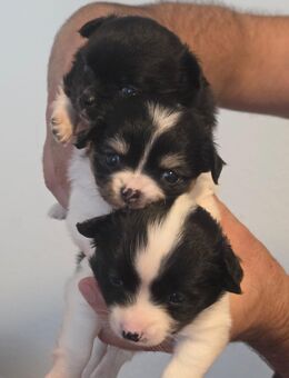 Chihuahua-Welpen suchen ein neues Zuhause. - Dresden