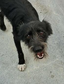 Zottel - ein freundlicher Junghund - Höchst (Odenwald)