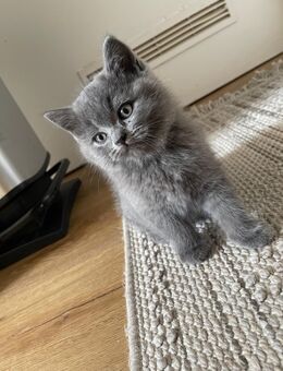 BKH Mix Kätzchen zu verkaufen - Zwei Kater und eine schwarze Katze - Nürnberg
