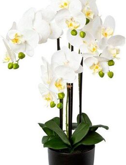 Kunstorchidee Phalaenopsis im Resintopf Orchidee Phalaenopsis, Creativ green, Höhe 69 cm, mit Real-Touch-Blüten