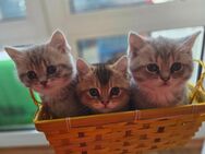 Golden Shaded und Tabby Kitten - Würzburg