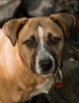 Sasuke der kleine Jungrüde - Rambin