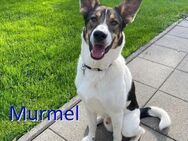 MURMEL ❤ wartet in 33619 Bielefeld - Langenhagen