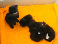 Katzen Babys - Gelsenkirchen Bismarck